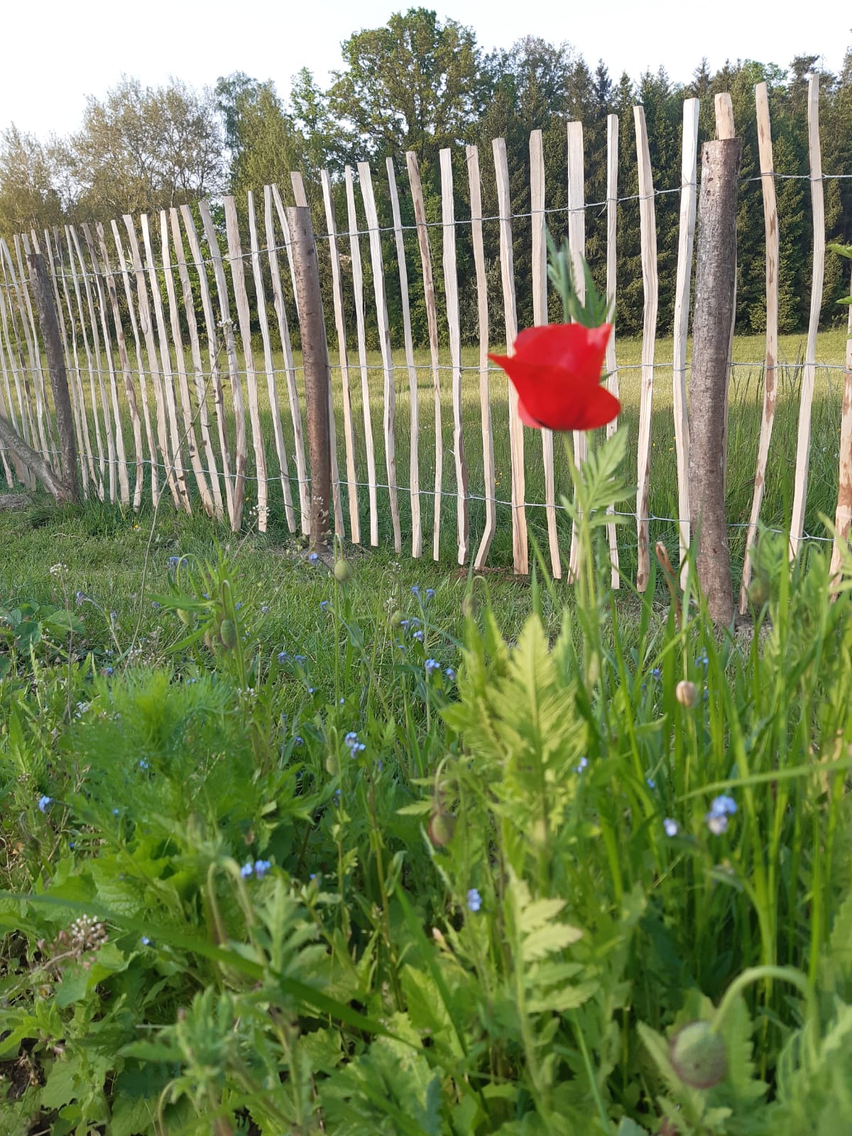 Staketenzaun aus Haselnuss mit Lattenabstand 120cm 7-9cm 5lfm